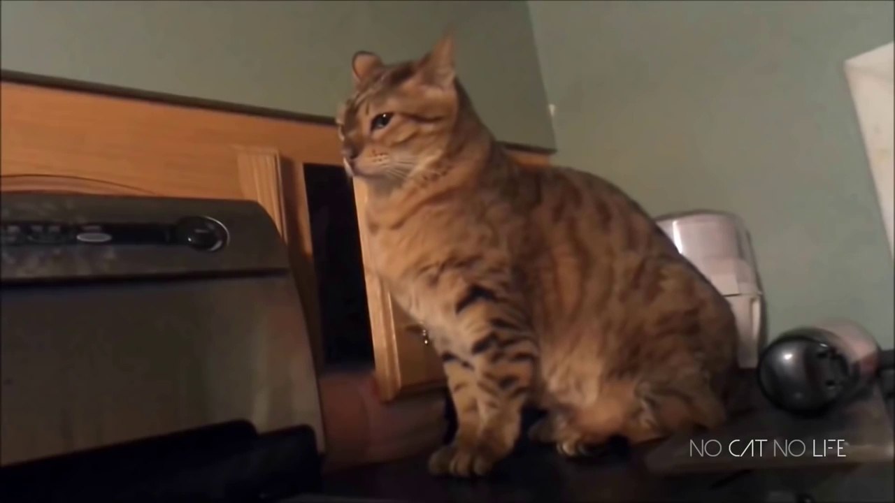 crazy anda funny cats