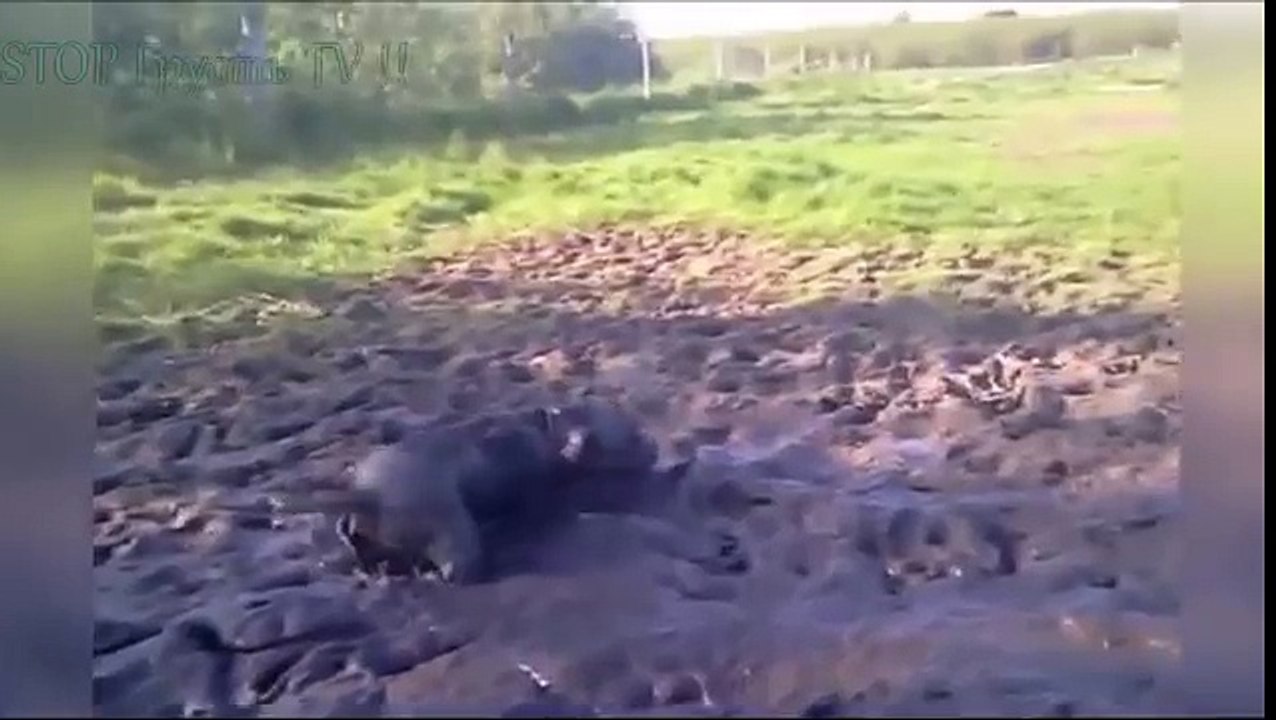 НОВЫЕ ПРИКОЛЫ 2016 Сентябрь ★ ЛУЧШИЕ ПРИКОЛЫ ★ Fail Compilation ★ НЕ ДЕТСКИЕ ПРИКОЛЫ 18  2016 №53