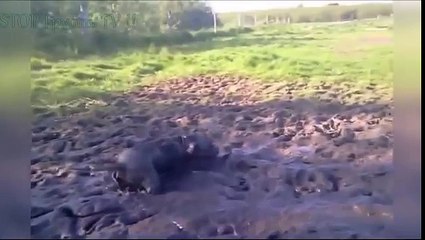 НОВЫЕ ПРИКОЛЫ 2016 Сентябрь ★ ЛУЧШИЕ ПРИКОЛЫ ★ Fail Compilation ★ НЕ ДЕТСКИЕ ПРИКОЛЫ 18  2016 №53