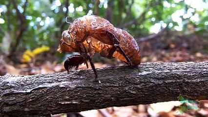 CIGARRAS EXPLODEM de tanto cantar?