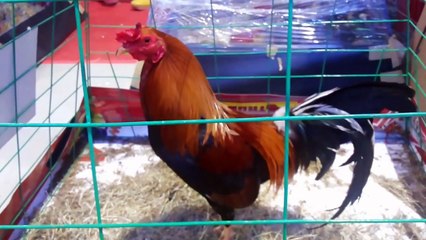 2017 International Gamefowl Festival day3 part3