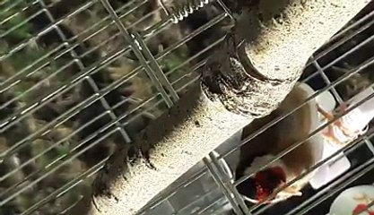 Magnifique Chant du Chardonneret  de : Amine Minou