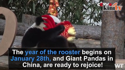 Cute Giant Pandas Celebrate The Chinese New Year