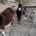 The Last Donkey Thinks It's So Clever