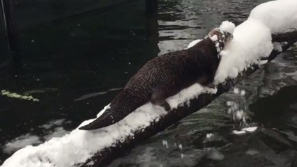 Otters in the snow