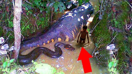 AS CRIATURAS MAIS MORTAIS DA AMAZÔNIA