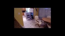 Un chien se sert tout seul dans le frigo !