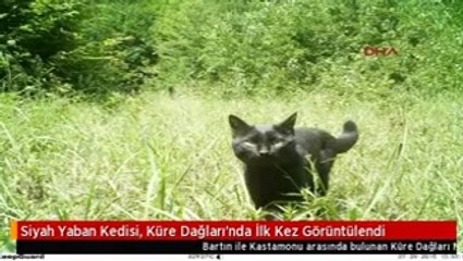 Siyah Yaban Kedisi, Küre Dağları'nda İlk Kez Görüntülendi