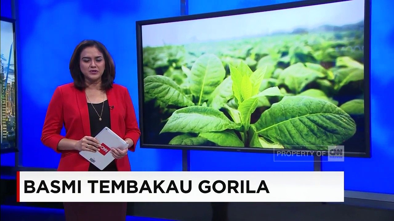 Maut & Penjara Seumur Hidup Incar Bandar Tembakau Gorila