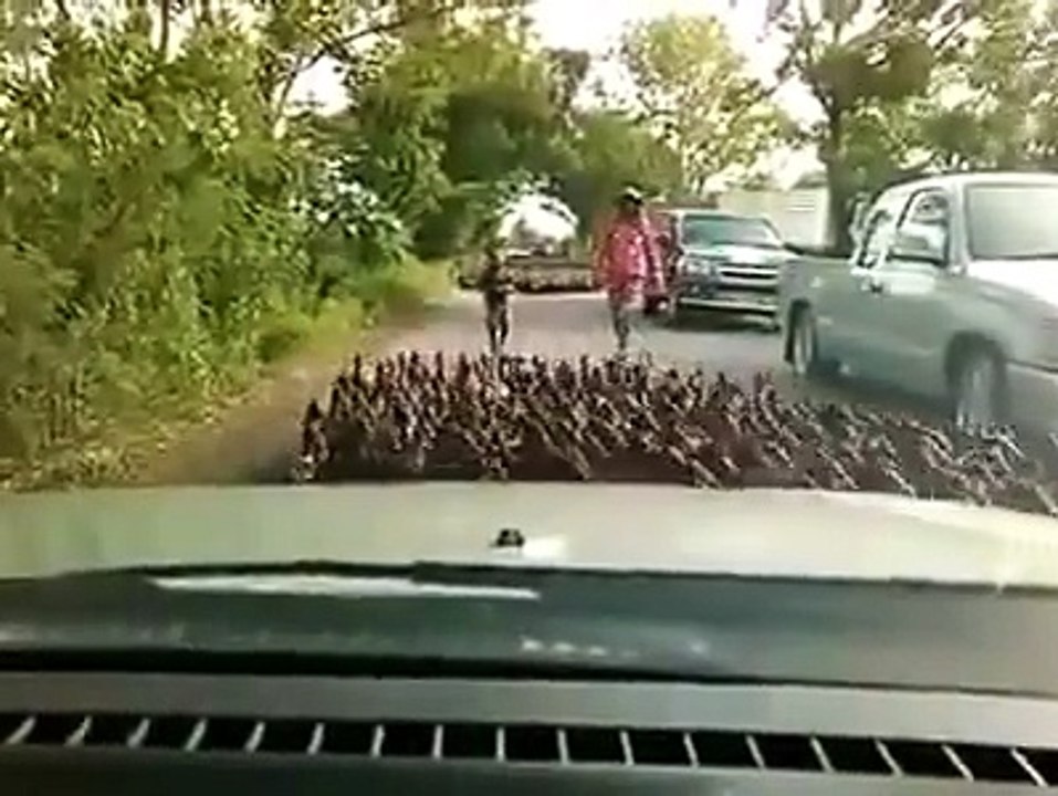 Нашествие уток на Землю