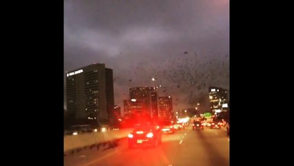 Des centaines d'oiseaux volent au-dessus de Houston !