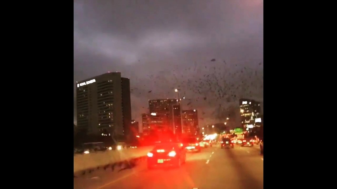 Des centaines d'oiseaux volent au-dessus de Houston !