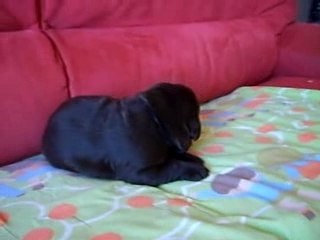 Chiot au collier Bleu 16 jours