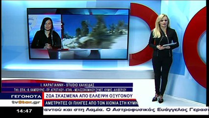 Συγκλονιστικές δηλώσεις από τον Πρόεδρο των Κτηνοτρόφων στην Κύμη