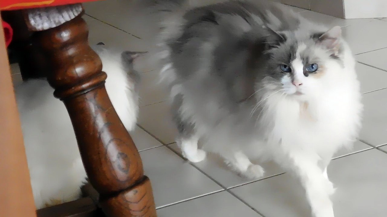 MERLIN et BONDI, les plus vieux ragdolls de la maison
