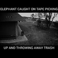 Trash Picking Elephant