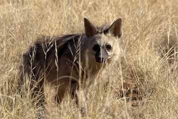 Земляной волк