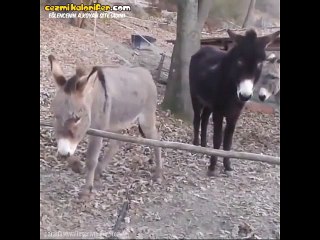 Kafası Çalışan Eşek