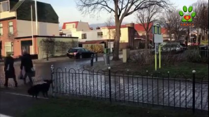 Perrito creativo logra que todos en el barrio le arrojen su bola para jugar