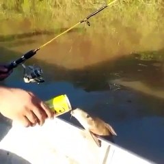 Peixe Tomando Cerveja