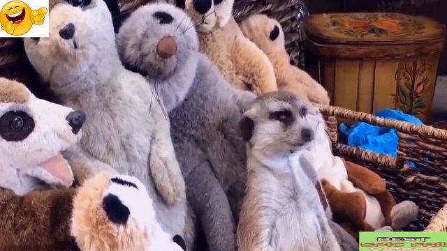 Самые смешные приколы с животными октябрь 2016 / The most funny jokes with animals October 2016