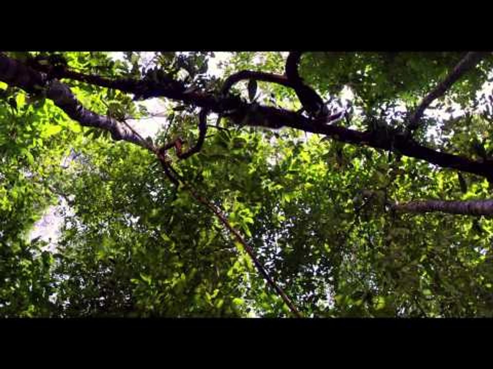 AMAZONIA - Réactions du public