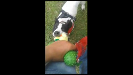 Treino do meu filhote de pit bull