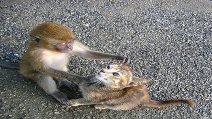 Funny Cat and Monkey Compilation || Animals best funny videos 2017