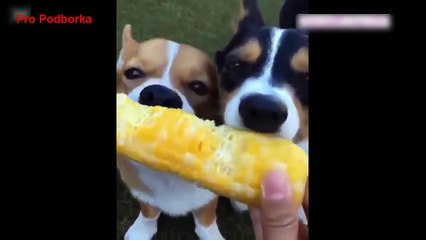 Лучшие Приколы с Животными 2016