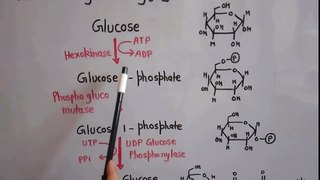 Metabolism of carbohydrates part 3