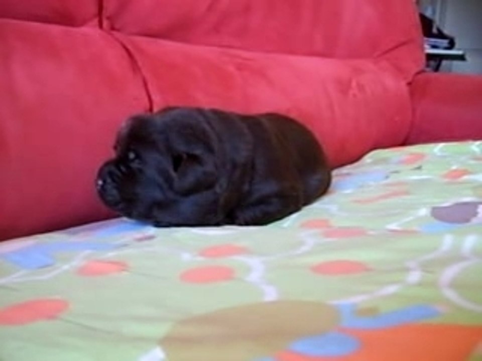 Chiot au collier Bleu 16 jours