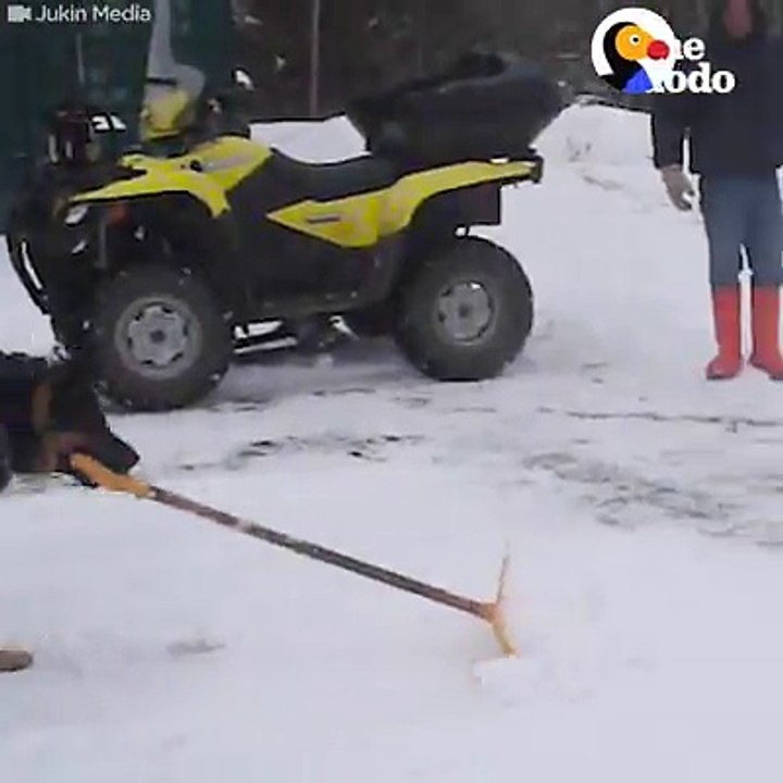 A Dog cleaning Ice