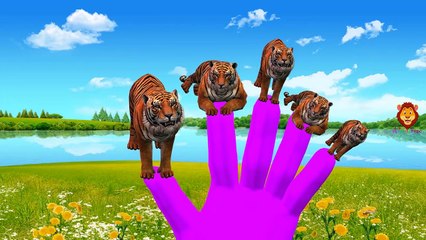 TIGER VS CROCODILE | Finger Family Rhymes | ANIMALS Cartoons For Kids | Animal Fight