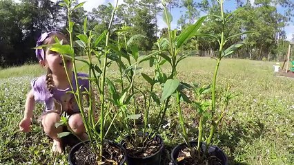 AMAZING REAL-LIFE CATERPILLAR TO BUTTERFLY METAMORPHOSIS Easy Science Experiments for Kids!