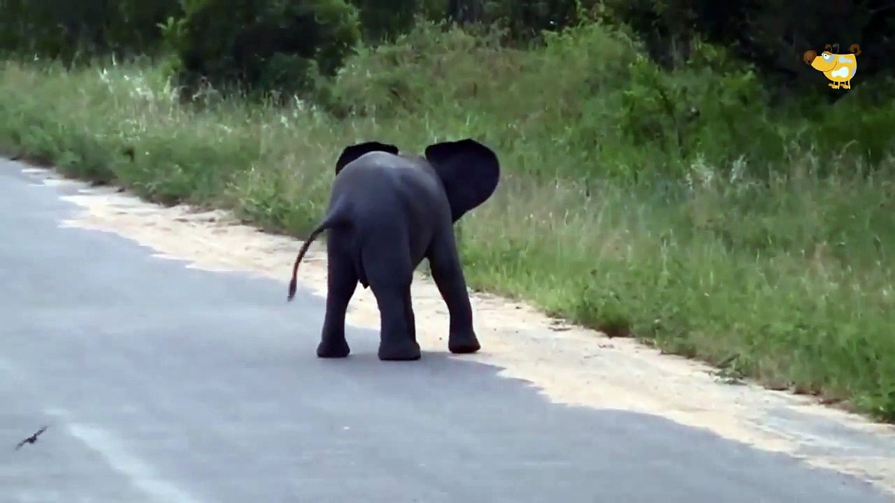 СЛОНЕНОК против ПТИЦЫ  Слоненок смешно играет с Птицами  Смешные животные  Приколы 2015