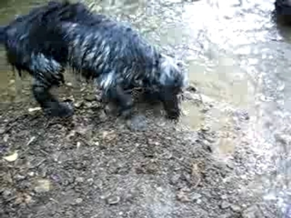 COYOTTE A LA RIVIERE 2