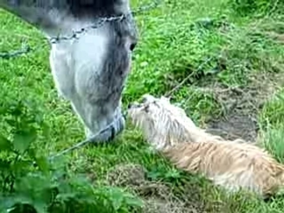 Chien vs Ane