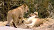 5 Month Old Lion Cubs Having a Blast Playing Outside - Cincinnati Zoo
