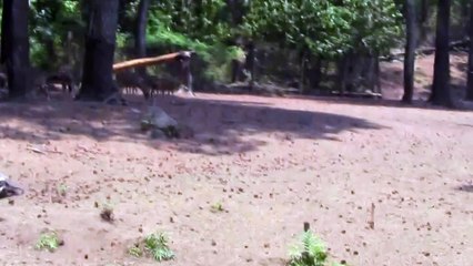 Lihat Kancil di jatim park 2 Tapi kancile gak nyolong timun lho..