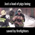 Ce pompier sauve plein de petits cochons piégés dans un incendie