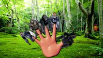 Gorilla Finger Family Children Nursery Rhymes | Gorilla Finger Family Songs