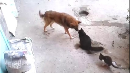 Cat Takes Her Kittens To Meet An Old Friend