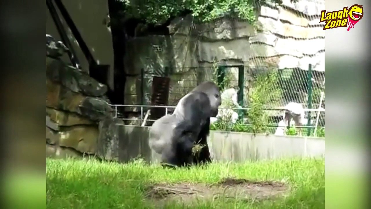 Funniest Pranks By Animals, (New Version)