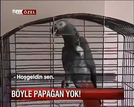 böyle papağan yok ne mutlu türküm diyene diyor