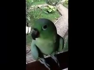 Bu Papağan'dan Her Eve Lazım