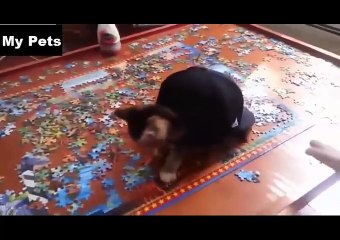 Dogs and Cats Doing Funny Things Compilation 2016 #28