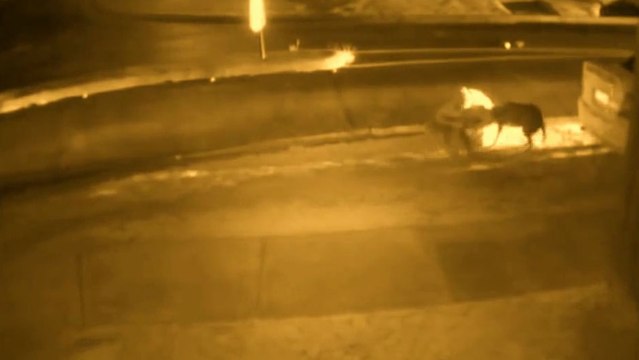 Cet homme protège son chien contre l'attaque de 2 autres chiens