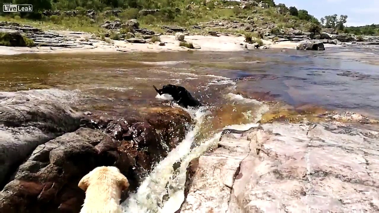 Un chien sauve un congénère emporté par le courant d'une cascade