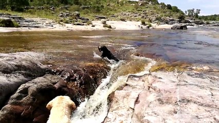 Un labrador attrape son pote qui est emporté dans une gigantesque cascade avec un bâton dans la gueule !