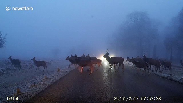 Playful deer herd stops traffic on third day of freezing fog in London